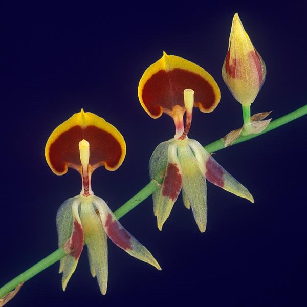 Sigmatostalix cardioglossa